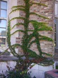 Buerger English Ivy