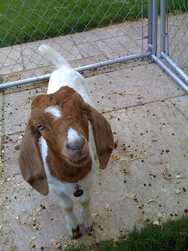 Fischer Goat